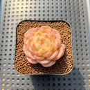 Echeveria 'White Lover' 2"-3" Succulent Plant Cutting
