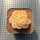 Echeveria 'White Lover' 2"-3" Succulent Plant Cutting