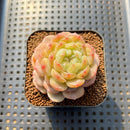 Echeveria 'White Lover' 2"-3" Succulent Plant Cutting