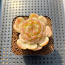Echeveria 'White Lover' 2"-3" Succulent Plant Cutting