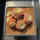 Echeveria 'Sugar Baby' 3" Succulent Plant Cutting