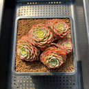 Echeveria 'Sugar Baby' 3" Succulent Plant Cutting