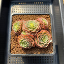 Echeveria 'Sugar Baby' 3" Succulent Plant Cutting
