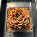 Echeveria 'Natasha Blue' 4" Succulent Plant Cutting