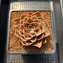 Echeveria 'Natasha Blue' 4" Succulent Plant Cutting