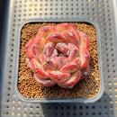 Echeveria 'Black Waterfall' 2" Succulent Plant Cutting