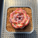 Echeveria 'Black Waterfall' 2" Succulent Plant Cutting