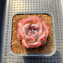 Echeveria 'Black Waterfall' 2" Succulent Plant Cutting