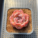 Echeveria 'Black Waterfall' 2" Succulent Plant Cutting