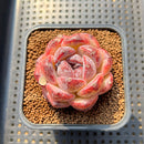 Echeveria 'Black Waterfall' 2" Succulent Plant Cutting