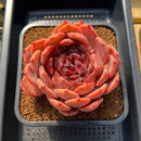 Echeveria 'First Honey' 5" Large Succulent Plant Cutting