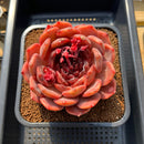 Echeveria 'First Honey' 5" Large Succulent Plant Cutting