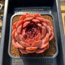Echeveria 'First Honey' 5" Large Succulent Plant Cutting