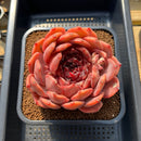 Echeveria 'First Honey' 5" Large Succulent Plant Cutting