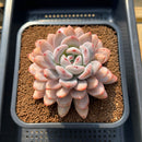 Echeveria 'Miss Jin' 4" Succulent Plant Cutting