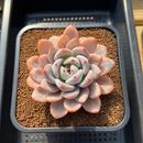 Echeveria 'Miss Jin' 4" Succulent Plant Cutting