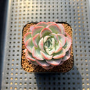 Echeveria 'Mona Lisa' 2" Succulent Plant Cutting