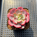 Echeveria 'Ice Cream' Hybrid 2" Succulent Plant Cutting