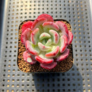 Echeveria 'Ice Cream' Hybrid 2" Succulent Plant Cutting