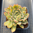 Echeveria 'Pulidonis' Variegated 2"-3" Succulent Plant Cutting