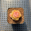 Echeveria 'Rose Dew' 1" Succulent Plant Cutting