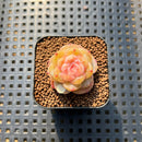 Echeveria 'Rose Dew' 1" Succulent Plant Cutting