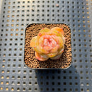 Echeveria 'Rose Dew' 1" Succulent Plant Cutting