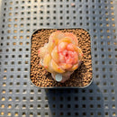 Echeveria 'Rose Dew' 1" Succulent Plant Cutting
