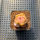Echeveria 'Rose Dew' 1" Succulent Plant Cutting