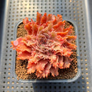 Graptoveria 'Starfire' 2" (Suculentia Original Hybrid) Succulent Plant Cutting