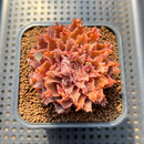 Graptoveria 'Starfire' 2" (Suculentia Original Hybrid) Succulent Plant Cutting