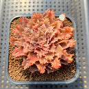 Graptoveria 'Starfire' 2" (Suculentia Original Hybrid) Succulent Plant Cutting