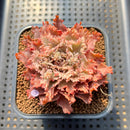 Graptoveria 'Starfire' 2" (Suculentia Original Hybrid) Succulent Plant Cutting