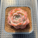 Echeveria 'Lychee Powder' 2" Succulent Plant Cutting