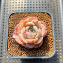 Echeveria 'Lychee Powder' 2" Succulent Plant Cutting