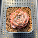 Echeveria 'Lychee Powder' 2" Succulent Plant Cutting