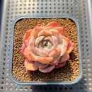 Echeveria 'Lychee Powder' 2" Succulent Plant Cutting
