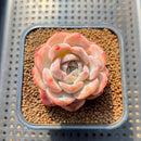 Echeveria 'Lychee Powder' 2" Succulent Plant Cutting