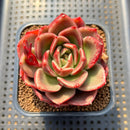 Echeveria 'Pachai' 2" Succulent Plant Cutting
