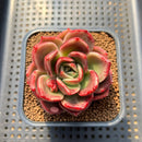 Echeveria 'Pachai' 2" Succulent Plant Cutting