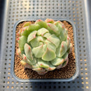 Echeveria Agavoides 'Queens Maria' Variegated 3" Succulent Plant Cutting