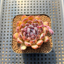 Echeveria 'Gemstone' 2" Succulent Plant Cutting