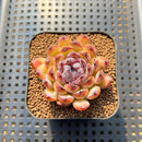 Echeveria 'Gemstone' 2" Succulent Plant Cutting