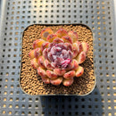 Echeveria 'Gemstone' 2" Succulent Plant Cutting