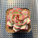 Echeveria 'Rubin' 2" Succulent Plant Cutting