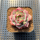 Echeveria 'Rubin' 2" Succulent Plant Cutting