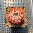 Echeveria 'Starmark' 2" Succulent Plant Cutting