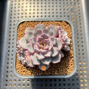Echeveria 'Wiz Beauty' 3"-4" Succulent Plant Cutting