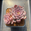 Echeveria 'Wiz Beauty' 3"-4" Succulent Plant Cutting