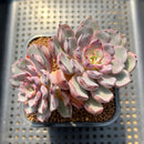 Echeveria 'Wiz Beauty' 3"-4" Succulent Plant Cutting
